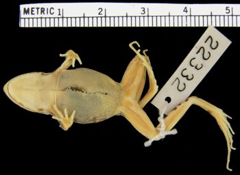Media type: image; Herpetology A-22332